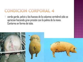  cerda gorda, pelvis y los huesos de la columna vertebral sólo se
aprecian haciendo gran presión con la palma de la mano.
Contorno en forma de tubo.
 