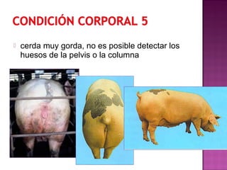  cerda muy gorda, no es posible detectar los
huesos de la pelvis o la columna
 