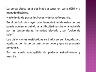  La cerda obesa está destinada a tener un parto débil y a
menudo distócico.
 Nacimiento de pocos lechones y de tamaño grande.
 En el período de mayor calor la mortalidad de estas cerdas
puede aumentar debido a la dificultad respiratoria inducida
por las temperaturas, humedad elevada y por "golpe de
calor".
 Las disfunciones metabólicas se traducen en hipogalaxia o
agalaxia, con la cerda que come poco y que se presenta
perezosa.
 Es una cerda susceptible de padecer estreñimiento y
mastitis.
 