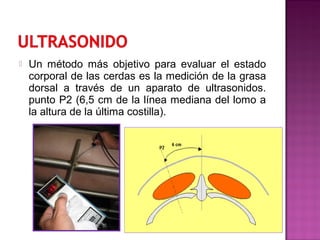  Un método más objetivo para evaluar el estado
corporal de las cerdas es la medición de la grasa
dorsal a través de un aparato de ultrasonidos.
punto P2 (6,5 cm de la línea mediana del lomo a
la altura de la última costilla).
 