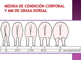 Condicion Corporal En Cerdos PPT Condicion Corporal En Cerdos PPT