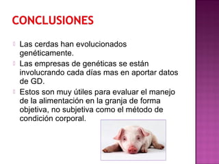  Las cerdas han evolucionados
genéticamente.
 Las empresas de genéticas se están
involucrando cada días mas en aportar datos
de GD.
 Estos son muy útiles para evaluar el manejo
de la alimentación en la granja de forma
objetiva, no subjetiva como el método de
condición corporal.
 