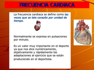 FRECUENCIA CARDIACA La frecuencia cardiaca se define como  las veces que se late corazón por unidad de tiempo.   Normalmente se expresa en pulsaciones por minuto. Es un valor muy importante en el deporte ya que nos dice numéricamente, objetivamente y rápidamente las adaptaciones al ejercicio que se están produciendo en el deportista.   