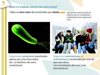 Qual é a unidade comum aos seres vivos? 
Todos os seres vivos são constituídos por células. representa a menor porção de 
matéria viva e é considerada a 
unidade básica dos organismos 
vivos. 
Organismos unicelulares constituídos 
apenas por uma única célula. 
(ex:. as bactérias são seres 
unicelulares) 
Organismos pluricelulares ou 
multicelulares, constituídos por mais do 
que uma célula. 
( ex:.os humanos são seres vivos 
pluricelulares) 
 