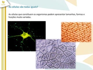 As células são todas iguais? 
As células que constituem os organismos podem apresentar tamanhos, formas e 
funções muito variadas. 
 