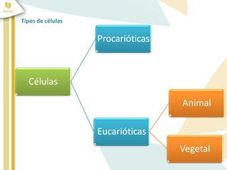 Tipos de células 
 