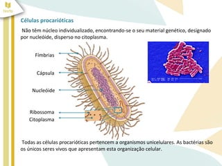 Células procarióticas 
Não têm núcleo individualizado, encontrando-se o seu material genético, designado 
por nucleóide, disperso no citoplasma. 
Fímbrias 
Cápsula 
Nucleóide 
Ribossoma 
Citoplasma 
Todas as células procarióticas pertencem a organismos unicelulares. As bactérias são 
os únicos seres vivos que apresentam esta organização celular. 
 