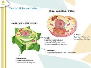 Tipos de células eucarióticas: 
células eucarióticas vegetais 
células eucarióticas animais 
Parede celular 
Constituída por celulose, 
Confere estrutura e rigidez 
Centríolos 
Organitos relacionados 
com a divisão da célula 
Vacúolo 
Organito relacionado com 
a regulação do fluxo de água. 
Armazena substâncias químicas 
Cloroplastos 
Organitos relacionados com a fotossíntese 
 