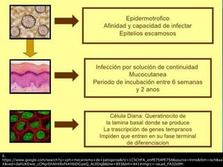 RBB
6.
https://www.google.com/search?q=vph+mecanismo+de+patogenia&rlz=1C5CHFA_enPE754PE754&source=lnms&tbm=isch&sa=
X&ved=0ahUKEwie_cCMgrDhAhXBxFkKHbOiCqwQ_AUIDigB&biw=893&bih=441#imgrc=-iaLad_FA32s9M:
 