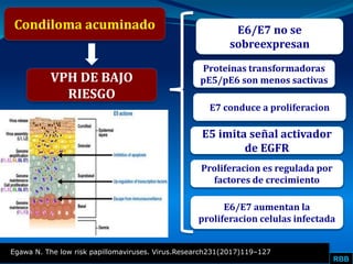 RBB
Condiloma acuminado
VPH DE BAJO
RIESGO
E6/E7 no se
sobreexpresan
Proteinas transformadoras
pE5/pE6 son menos sactivas
E7 conduce a proliferacion
E5 imita señal activador
de EGFR
Proliferacion es regulada por
factores de crecimiento
E6/E7 aumentan la
proliferacion celulas infectada
Egawa N. The low risk papillomaviruses. Virus.Research231(2017)119–127
 