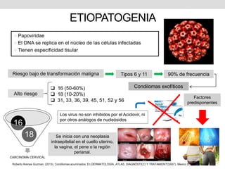 ETIOPATOGENIA
 Papoviridae
 El DNA se replica en el núcleo de las células infectadas
 Tienen especificidad tisular
Riesgo bajo de transformación maligna Tipos 6 y 11 90% de frecuencia
Condilomas exofíticos
Alto riesgo
 16 (50-60%)
 18 (10-20%)
 31, 33, 36, 39, 45, 51, 52 y 56
CARCINOMA CERVICAL
18
16
Los virus no son inhibidos por el Aciclovir, ni
por otros análogos de nucleósidos
Se inicia con una neoplasia
intraepitelial en el cuello uterino,
la vagina, el pene o la región
perianal.
Factores
predisponentes
Roberto Arenas Guzman. (2013). Condilomas acuminados. En DERMATOLOGÍA, ATLAS, DIAGNÓSTICO Y TRATAMIENTO(937). Mexico D.F.: McGraw Hill.
 