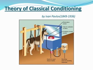Theory of Classical Conditioning
by Ivan Pavlov(1849-1936)
 