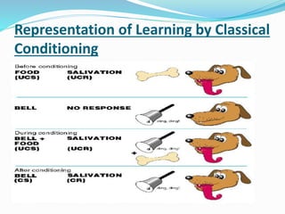 Representation of Learning by Classical
Conditioning
 