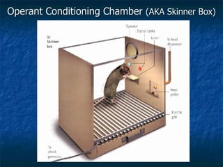 Operant Conditioning Chamber  (AKA Skinner Box) 