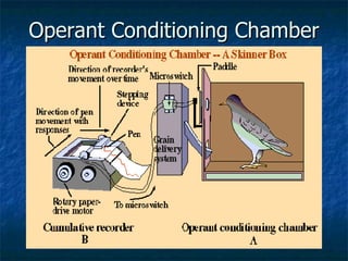 Operant Conditioning Chamber 