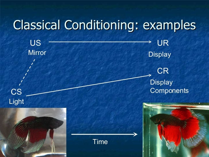 Conditioning And Learning Lecture