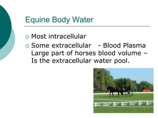 Equine Body Water

   Most intracellular
   Some extracellular - Blood Plasma
    Large part of horses blood volume –
    Is the extracellular water pool.
 