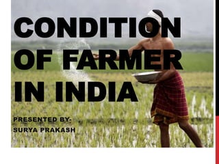 CONDITION
OF FARMER
IN INDIA
PRESENTED BY-
SURYA PRAKASH
 