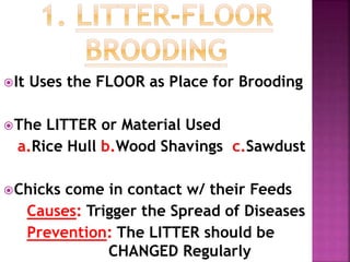 Conditions for successful brooding | PPTX