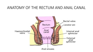CONDITIONS OF THE RECTUM AND ANAL CANAL.pptx