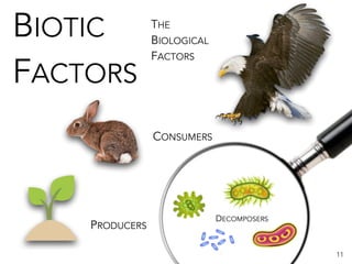 PRODUCERS
CONSUMERS
11
THE
BIOLOGICAL
FACTORS
DECOMPOSERS
BIOTIC
FACTORS
 