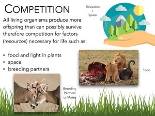 13
COMPETITION
All living organisms produce more
offspring than can possibly survive
therefore ︎competition for factors
(resources) necessary for life such as:
• food and light in plants
• space
• breeding partners  
Resources
+
Space
Food
Breeding
Partners
or Mates
 