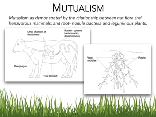 Mutualism as demonstrated by the relationship between gut flora and
herbivorous mammals, and root- nodule bacteria and leguminous plants.
MUTUALISM
23
 
