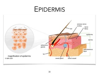 EPIDERMIS
30
 
