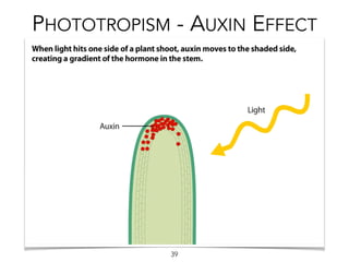 PHOTOTROPISM - AUXIN EFFECT
39
 