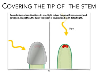 COVERING THE TIP OF THE STEM
40
 