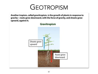 41
GEOTROPISM
 