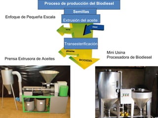 Prensa Extrusora de Aceites Mini Usina Procesadora de Biodiesel Proceso de producción del Biodiesel Semillas Extrusión del aceite Transesterificación  Enfoque de Pequeña Escala 