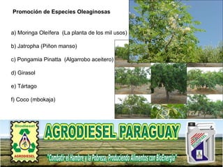 Promoción de Especies Oleaginosas a) Moringa Oleífera  (La planta de los mil usos) b) Jatropha (Piñon manso) c) Pongamia Pinatta  (Algarrobo aceitero) d) Girasol e) Tártago  f) Coco (mbokaja)  