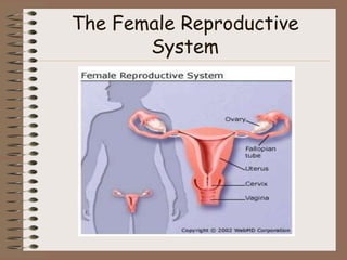 The Female Reproductive
       System
 