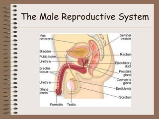 The Male Reproductive System
 