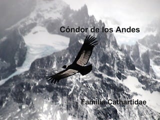 Cóndor de los Andes Familia Cathartidae 