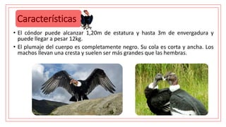 Características
• El cóndor puede alcanzar 1,20m de estatura y hasta 3m de envergadura y
puede llegar a pesar 12kg.
• El plumaje del cuerpo es completamente negro. Su cola es corta y ancha. Los
machos llevan una cresta y suelen ser más grandes que las hembras.
 