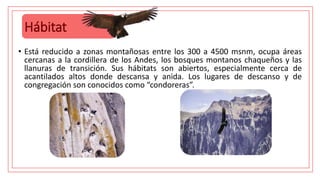 Hábitat
• Está reducido a zonas montañosas entre los 300 a 4500 msnm, ocupa áreas
cercanas a la cordillera de los Andes, los bosques montanos chaqueños y las
llanuras de transición. Sus hábitats son abiertos, especialmente cerca de
acantilados altos donde descansa y anida. Los lugares de descanso y de
congregación son conocidos como “condoreras”.
 