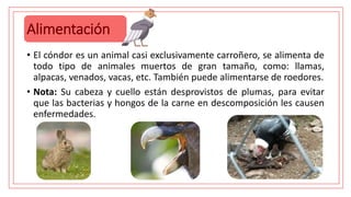 Alimentación
• El cóndor es un animal casi exclusivamente carroñero, se alimenta de
todo tipo de animales muertos de gran tamaño, como: llamas,
alpacas, venados, vacas, etc. También puede alimentarse de roedores.
• Nota: Su cabeza y cuello están desprovistos de plumas, para evitar
que las bacterias y hongos de la carne en descomposición les causen
enfermedades.
 