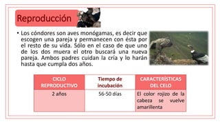 Reproducción
• Los cóndores son aves monógamas, es decir que
escogen una pareja y permanecen con ésta por
el resto de su vida. Sólo en el caso de que uno
de los dos muera el otro buscará una nueva
pareja. Ambos padres cuidan la cría y lo harán
hasta que cumpla dos años.
CICLO
REPRODUCTIVO
Tiempo de
incubación
CARACTERÍSTICAS
DEL CELO
2 años 56-50 días El color rojizo de la
cabeza se vuelve
amarillenta
 
