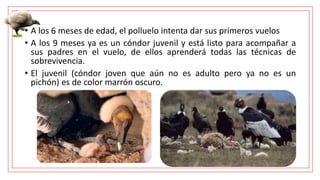 • A los 6 meses de edad, el polluelo intenta dar sus primeros vuelos
• A los 9 meses ya es un cóndor juvenil y está listo para acompañar a
sus padres en el vuelo, de ellos aprenderá todas las técnicas de
sobrevivencia.
• El juvenil (cóndor joven que aún no es adulto pero ya no es un
pichón) es de color marrón oscuro.
 