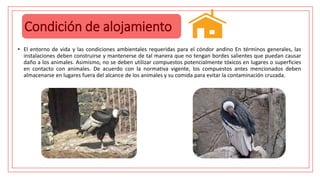 Condición de alojamiento
• El entorno de vida y las condiciones ambientales requeridas para el cóndor andino En términos generales, las
instalaciones deben construirse y mantenerse de tal manera que no tengan bordes salientes que puedan causar
daño a los animales. Asimismo, no se deben utilizar compuestos potencialmente tóxicos en lugares o superficies
en contacto con animales. De acuerdo con la normativa vigente, los compuestos antes mencionados deben
almacenarse en lugares fuera del alcance de los animales y su comida para evitar la contaminación cruzada.
 