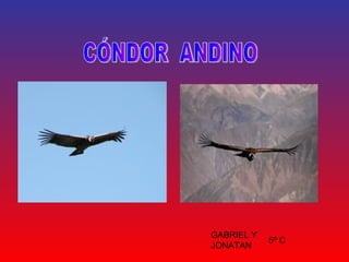 CÓNDOR  ANDINO GABRIEL Y JONATAN  5º C 