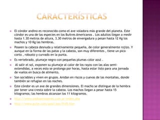    El cóndor andino es reconocido como el ave voladora más grande del planeta. Este
    cóndor es una de las especies en los Buitres Americanos . Los adultos llegan a medir
    hasta 1.30 metros de altura, 3.30 metros de envergadura y pesan hasta 12 Kg los
    machos y 10 Kg las hembras.
   Poseen la cabeza desnuda y relativamente pequeña, de color generalmente rojizo. Y
    aunque en la forma de las patas y la cabeza, son muy diferentes , tiene un pico
    corto , robusto y curvado en la punta.
   Es vertebrado, plumaje negro con pequeñas plumas color azul .
   Al salir el sol, exponen su plumaje al calor de los rayos con las alas semi-
    extendidas, a veces esto se prolonga por horas, hasta estar listo para una jornada
    de vuelos en busca de alimento.
   Son sociables y viven en grupos. Anidan en riscos y cuevas de las montañas, donde
    también se refugian en las noches.
   Este cóndor es un ave de grandes dimensiones. El macho se distingue de la hembra
    por tener una cresta sobre la cabeza. Los machos llegan a pesar hasta 15
    kilogramos; las hembras alcanzan los 11 kilogramos.
   http://www.zoobuenosaires.com.ar/index.php
   http://www.guije.com/post/zoo/f145.htm
 