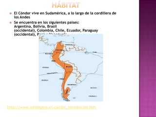    El Cóndor vive en Sudamérica, a lo largo de la cordillera de
     los Andes
    Se encuentra en los siguientes países:
     Argentina, Bolivia, Brasil
     (occidental), Colombia, Chile, Ecuador, Paraguay
     (occidental), Perú y Venezuela




http://www.surmagico.cl/condor_introducion.htm
 