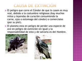    El peligro que corre el Cóndor de que lo casen es muy
    real, debido a la costumbre religiosas (hay muchos
    mitos y leyendas de curación consumiendo la
    carne, ojos o estomago del cóndor) o comerciales
    (por su piel).
   El planeta esta en peligro de perder una especie de
    ave en peligro de extinción sin igual y la
    responsabilidad de esto y de salvarla es del Hombre.
 