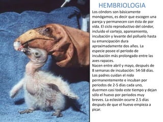 HEMBRIOLOGIA
Los cóndors son básicamente
monógamos, es decir que escogen una
pareja y permanecen con ésta de por
vida. El ciclo reproductivo del cóndor,
incluido el cortejo, apareamiento,
incubación y levante del polluelo hasta
su emancipación dura
aproximadamente dos años. La
especie posee el período de
incubación más prolongado entre las
aves rapaces.
Nacen entre abril y mayo, después de
8 semanas de incubación: 54-58 días.
Los padres cuidan el nido
permanentemente e incuban por
periodos de 2-5 días cada uno,
duermen casi todo este tiempo y dejan
sólo el huevo por periodos muy
breves. La eclosión ocurre 2.5 días
después de que el huevo empieza a
picar.
 