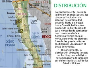 DISTRIBUCIÓN
• Prehistóricamente, antes de
  la división en subespecies, los
  cóndores habitaban sin
  solución de continuidad
  desde la Tierra del Fuego
  hasta Canadá, habiéndose
  producido la distribución de
  sur a norte: desde territorios
  que correspondería a
  Argentina y Chile hacia el
  norte, siguiendo los biotopos
  fríos de las grandes alturas
  cordilleranas ubicadas en el
  oeste de América.
     • Históricamente, su
  distribución abarcaba la costa
    del Pacífico, desde México
   hasta Canadá y a lo largo del
  sur del territorio actual de los
          Estados Unidos.
 