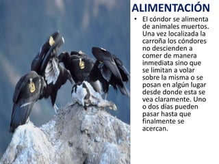 ALIMENTACIÓN
• El cóndor se alimenta
  de animales muertos.
  Una vez localizada la
  carroña los cóndores
  no descienden a
  comer de manera
  inmediata sino que
  se limitan a volar
  sobre la misma o se
  posan en algún lugar
  desde donde esta se
  vea claramente. Uno
  o dos días pueden
  pasar hasta que
  finalmente se
  acercan.
 
