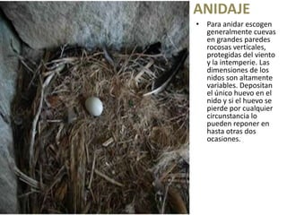 ANIDAJE
• Para anidar escogen
  generalmente cuevas
  en grandes paredes
  rocosas verticales,
  protegidas del viento
  y la intemperie. Las
  dimensiones de los
  nidos son altamente
  variables. Depositan
  el único huevo en el
  nido y si el huevo se
  pierde por cualquier
  circunstancia lo
  pueden reponer en
  hasta otras dos
  ocasiones.
 